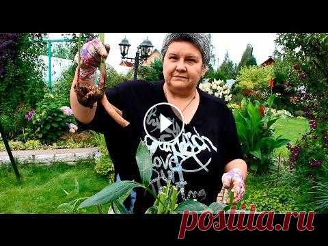 Деление пионов Как правильно пересадить и разделить пион рассказывает опытный цветовод, директор летних цветочных выставок Ольга Николаевна Шабалина....