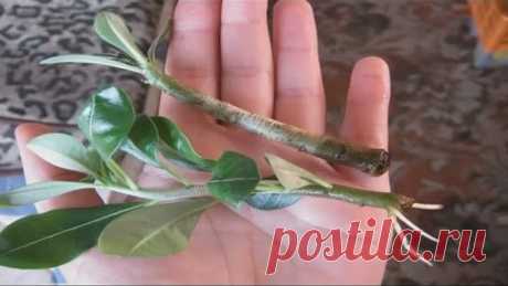 (74) Одноклассники