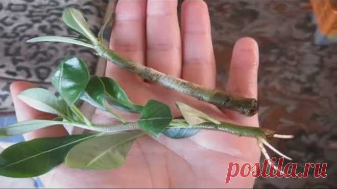 (74) Одноклассники