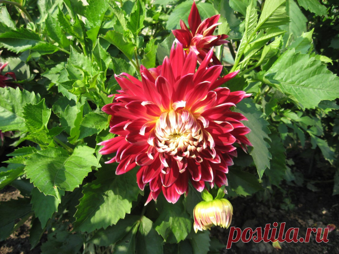 Георгин красный