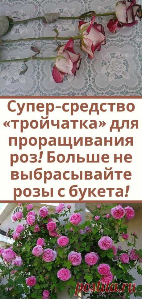 Супер-средство «тройчатка» для проращивания роз! Больше не выбрасывайте розы с букета!