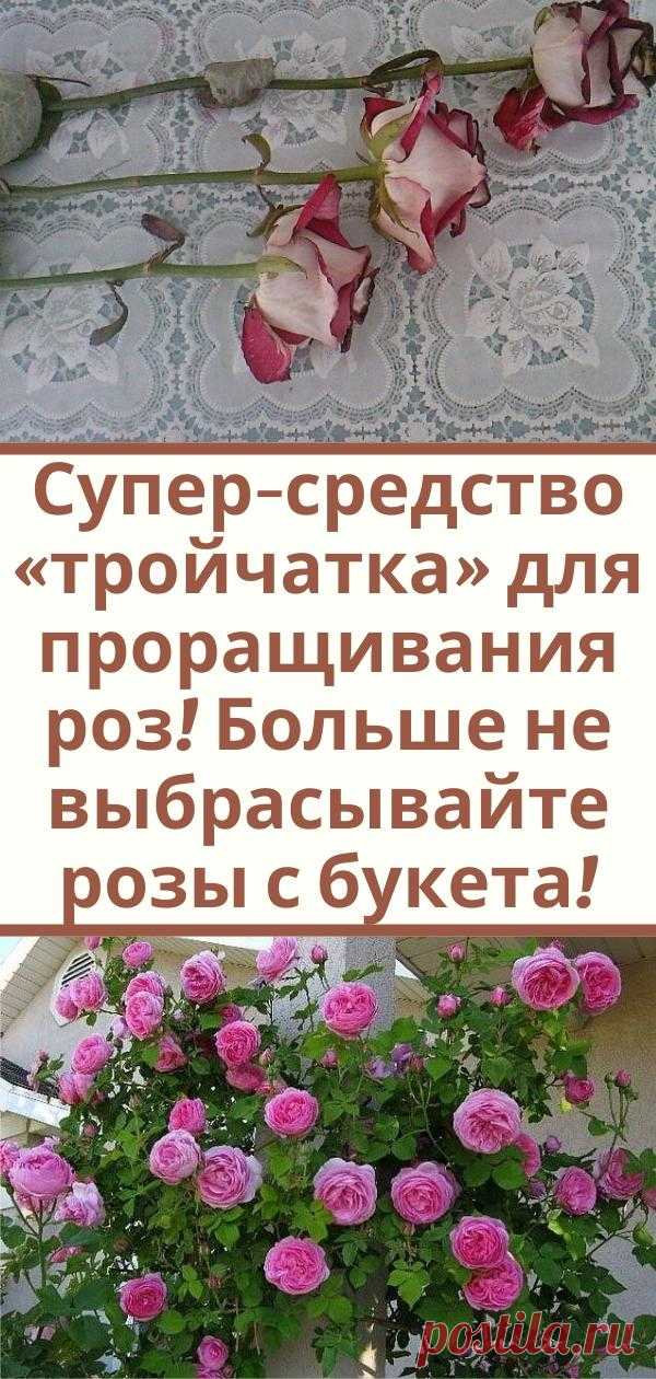Супер-средство «тройчатка» для проращивания роз! Больше не выбрасывайте розы с букета!