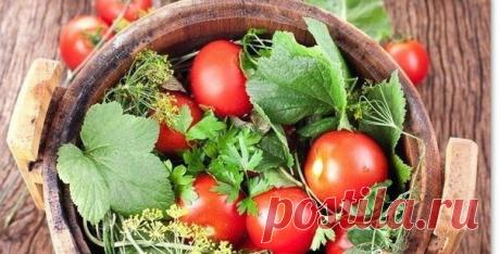 Засолка помидоров в бочке
Особым колоритом обладают помидоры, соленые в бочках. Ко времени появления томата в нашей стране деревянные емкости уже активно использовались для заготовки овощей, мяса, рыбы и грибов на зиму. Такая обработка не только позволяла надолго сохранить продукты, но и придавала им особенный вкус и тонкий древесный аромат.
Показать полностью…