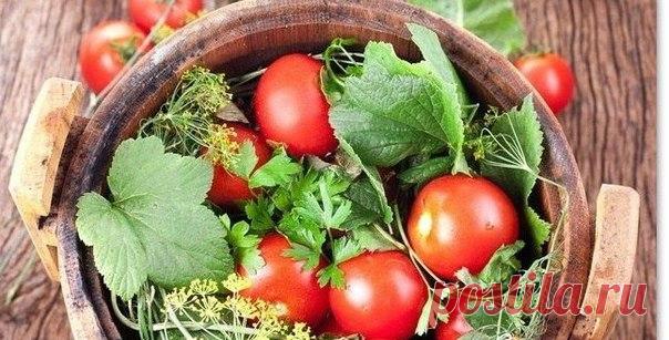 Засолка помидоров в бочке
Особым колоритом обладают помидоры, соленые в бочках. Ко времени появления томата в нашей стране деревянные емкости уже активно использовались для заготовки овощей, мяса, рыбы и грибов на зиму. Такая обработка не только позволяла надолго сохранить продукты, но и придавала им особенный вкус и тонкий древесный аромат.
Показать полностью…