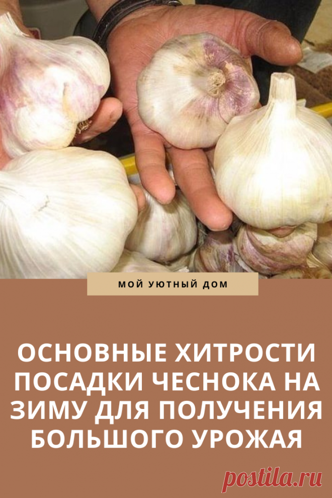 Как правильно посадить чеснок на зиму
