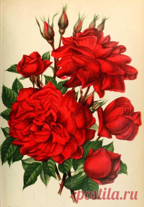 Rose Pre Catalan