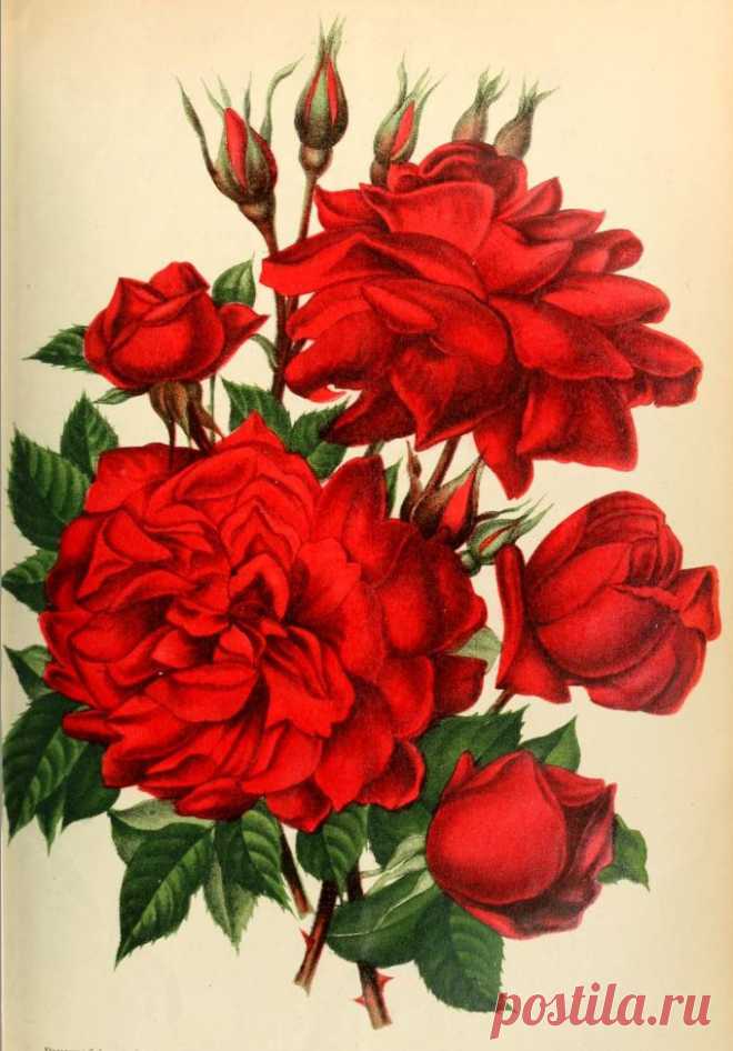 Rose Pre Catalan
