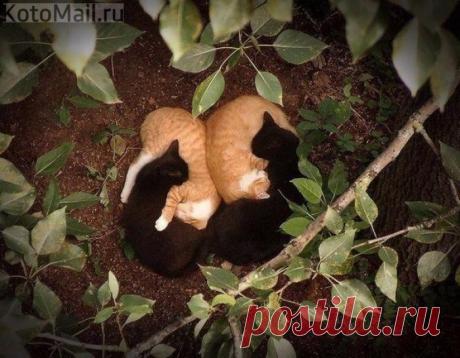 Инь-янь в квадрате)