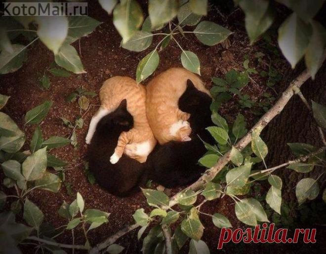 Инь-янь в квадрате)