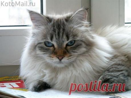 Главнейший член семьи