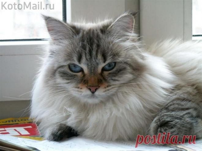 Главнейший член семьи