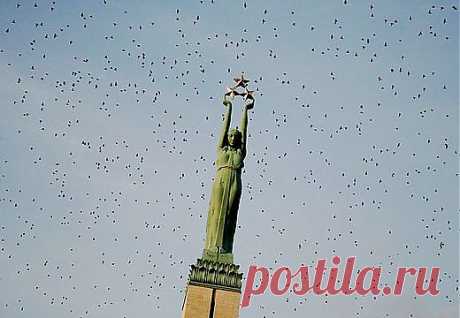 Аномальное тепло: в Латвию возвращаются перелетные птицы - DELFI