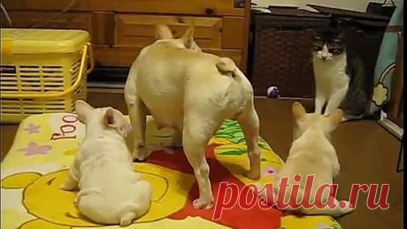 Первая охота на кота