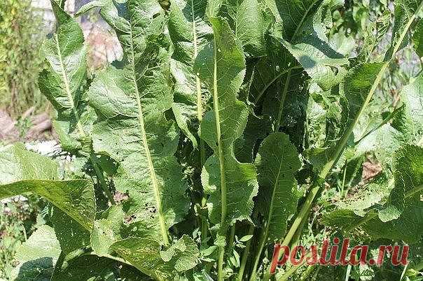 Хрен – единственное растение, способное вытягивать соль через поры кожи.  
 
СДЕЛАЙТЕ – НЕ ПОЖАЛЕЕТЕ!  
Избавиться от всей соли, которая накопилась в организме и может привести к солевым болезненным отложениям, помогут листья хрена..  
 
Напоминаю проверенный и безотказный рецепт.  
 
Возьмите свежие крупные листья хрена – 2 шт. Перед сном окуните их с двух сторон кипяток и сразу положите на спину, захватывая шею. Обвяжите тканью. Возможно легкое жжение, но боли нет.  
 
У...