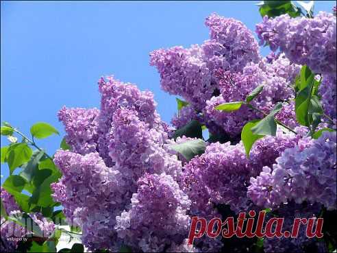 Одноклассники
