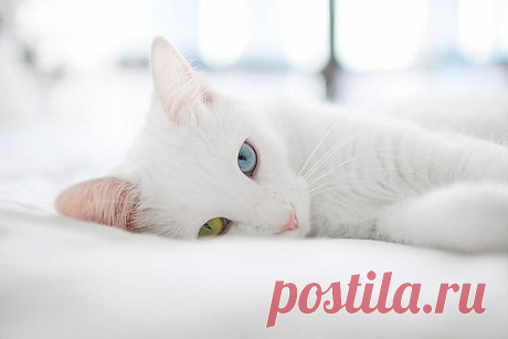 Мой Мир@Mail.Ru