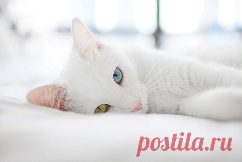 Мой Мир@Mail.Ru
