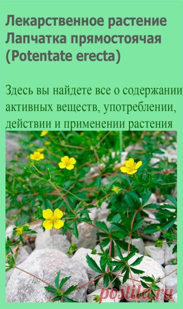 Лекарственное растение Лапчатка прямостоячая (Potentate erecta).  Многолетнее растение высотой 10—30 см. Корневище крепкое, неравномерно утолщенное. Стебель лежачий или приподнимающийся, не укореняется. Прикорневые листья тройчатосложные, листочки с обеих сторон голые, клиновидные, крупнозубчатые, с выступающим конечным зубцом.