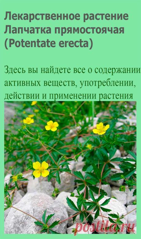 Лекарственное растение Лапчатка прямостоячая (Potentate erecta).  Многолетнее растение высотой 10—30 см. Корневище крепкое, неравномерно утолщенное. Стебель лежачий или приподнимающийся, не укореняется. Прикорневые листья тройчатосложные, листочки с обеих сторон голые, клиновидные, крупнозубчатые, с выступающим конечным зубцом.