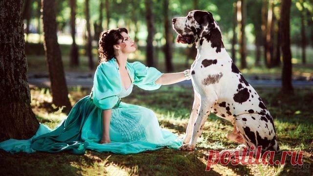 Дог (31 фото)