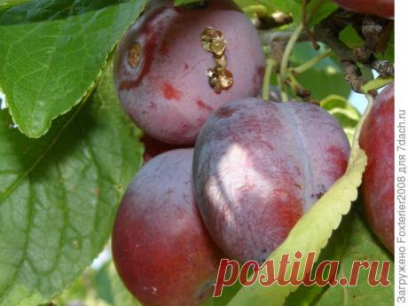 Камедетечение - Садоводка