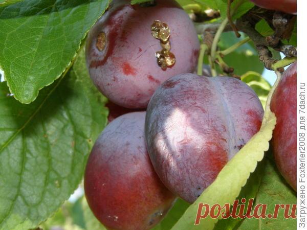 Камедетечение - Садоводка