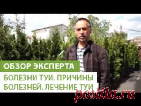 Болезни хвойных растений: атлас-определитель, описание, шютте, ржавчина, борьба с вредителями хвойников, лечение, сосна, туя, профилактика