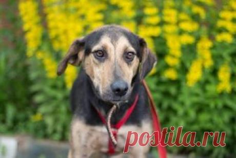 Социальный репост Соцрепост.РФ #соцрепост