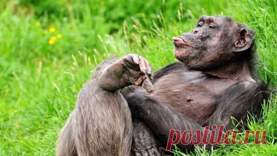 И на фига мне человеком становиться? - Чтобы работать?