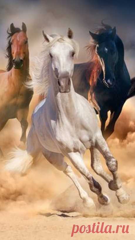 Caballos