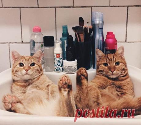 Два рыжих брата, обнаруженных в саду, всегда все делают вместе