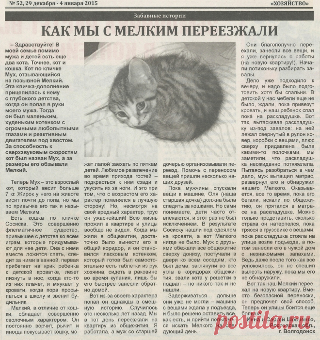 Как мы с котом переезжали (забавные истории)