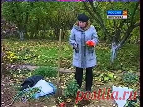 Укрытие роз. Как сохранить розы зимой. Укрывной материал.