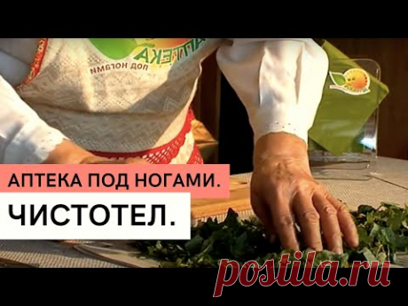 Аптека под ногами. Чистотел