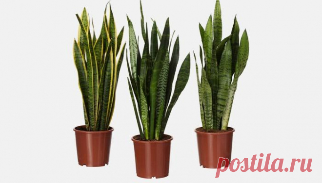 Цветок щучий хвост Сансевиерия (сансевиера, сансевьера) – комнатное растение, которое ежедневно радует окружающих насыщенным зеленым цветом. В простонародье его еще называют «тещин язык», «змеиная кожа», «щучий хвост». ...