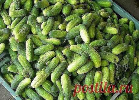 Огурцы: 60 вёдер с 7 метровой грядки
Чтобы не потерять заметку, жмите нравится, а потом поделиться
Опытные огородники получают первый урожай огурцов уже в начале июня! Все секреты урожайной огуречной грядки: 
1. Делаем теплую грядку, т. е. выкапываем траншею по середине грядки (сажаем огурцы в один ряд) на полтора штыка лопаты в глубину 
2. Заполняем ее на треть отходами огородными от прошлого года, 
3. Кладем навоз желательно тоже прошлого года, 
4. Добавляем золу, 
5. Удобрение нитроамофоска