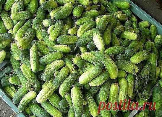 Огурцы: 60 вёдер с 7 метровой грядки
Чтобы не потерять заметку, жмите нравится, а потом поделиться
Опытные огородники получают первый урожай огурцов уже в начале июня! Все секреты урожайной огуречной грядки: 
1. Делаем теплую грядку, т. е. выкапываем траншею по середине грядки (сажаем огурцы в один ряд) на полтора штыка лопаты в глубину 
2. Заполняем ее на треть отходами огородными от прошлого года, 
3. Кладем навоз желательно тоже прошлого года, 
4. Добавляем золу, 
5. Удобрение нитроамофоска