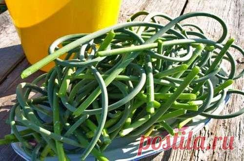 Чесночные стрелки на зиму