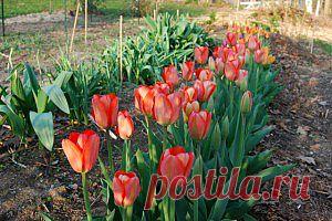 Весенняя июньская клумба из цветов в саду - Чудо-огород