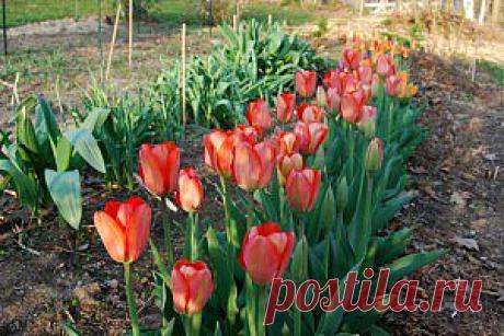 Весенняя июньская клумба из цветов в саду - Чудо-огород