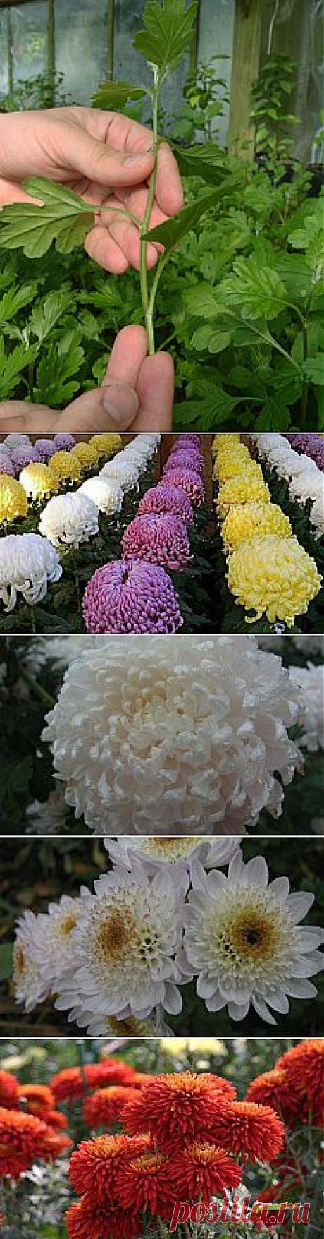 Черенкование хризантем. Сохраните любой пост с сайта 7dach.ru в Постиле и выиграйте призы от интернет-магазина Клуб Красоты. Чем больше постов - тем выше шансы. Розыгрыш состоится в понедельник, 30 января. В акции участвуют все посты, которые содержат этот текст или фото призов!