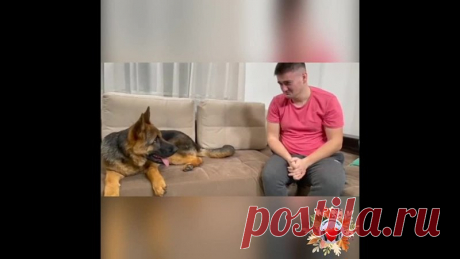 Умная собачка! Сколько же в животных любви и преданности!