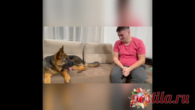 Умная собачка! Сколько же в животных любви и преданности!