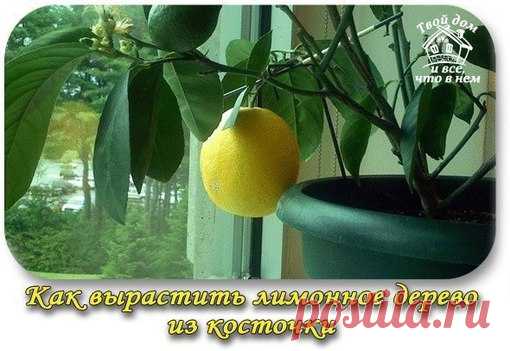КАК ВЫРАСТИТЬ ЛИМОННОЕ ДЕРЕВО ИЗ КОСТОЧКИ И УХАЖИВАТЬ ЗА НИМ

У многих хозяек на подоконниках стоят горшки с декоративными цветами. Но комнатные растения могут быть не только красивыми, но еще и полезными, например, плодоносить. Предлагаем попробовать вырастить красивое и очень полезное растение – лимонное дерево – из косточки. Мы расскажем, как прорастить косточку, посадить ее и ухаживать за подрастающим деревом.
Показать полностью…