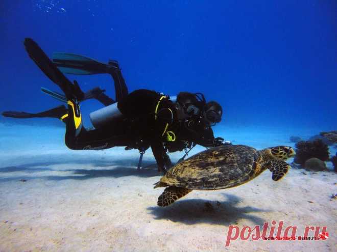 Дайвинг в Хургаде | Фотогалерея | Наша нырялка | С черепашкой