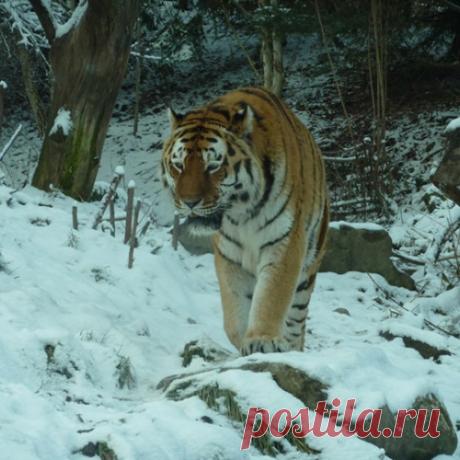 Звери больше ценят добро, чем люди