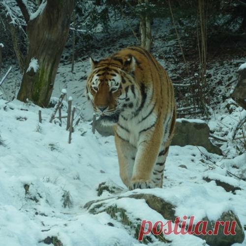 Звери больше ценят добро, чем люди