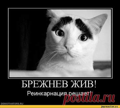 котэ демотиваторы / наши СМЕШНЫЕ демотиваторы с животными, лучшие демотиваторы про кошек со смыслом, демативаторы, demotivators.ru, demativator, демотивация про котэ, demotivation / Смешные картинки, приколы, видео, лучшие демотиваторы со смыслом и по-русски, много комиксов.