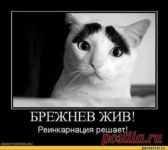 котэ демотиваторы / наши СМЕШНЫЕ демотиваторы с животными, лучшие демотиваторы про кошек со смыслом, демативаторы, demotivators.ru, demativator, демотивация про котэ, demotivation / Смешные картинки, приколы, видео, лучшие демотиваторы со смыслом и по-русски, много комиксов.