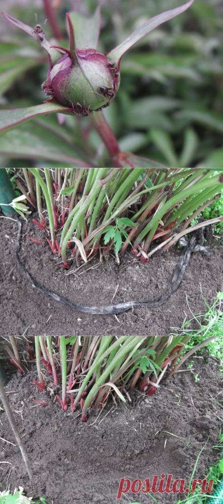 Появились муравьи на бутонах пионов — быстро прогоняю их простым способом при помощи веревки | Собираем урожай | Яндекс Дзен